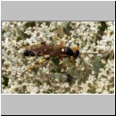 Ichneumon sarcitorius - Schlupfwespe m01a 15mm fdet02.jpg